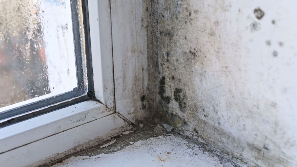 Damp and Mould